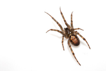 Close Up of a Defensive Long Legged Arachnid Spider on a White Background