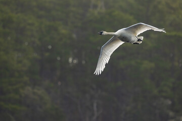 A Tundra swan flying over a pond