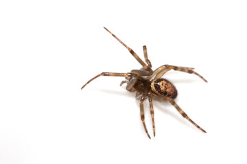 Close Up of a Defensive Long Legged Arachnid Spider on a White Background