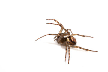 Close Up of a Defensive Long Legged Arachnid Spider on a White Background