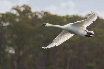 A Tundra swan flying over a pond