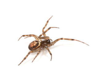 Close Up of a Defensive Long Legged Arachnid Spider on a White Background