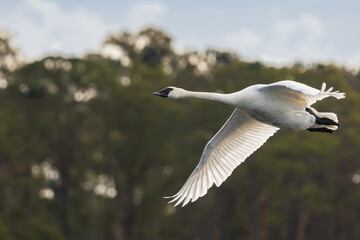 A Tundra swan flying over a pond