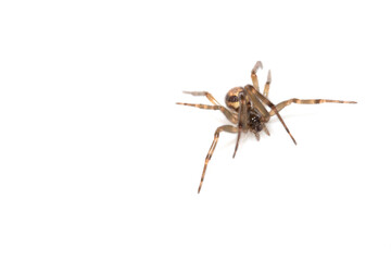 Close Up of a Defensive Long Legged Arachnid Spider on a White Background