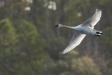 A Tundra swan flying over a pond