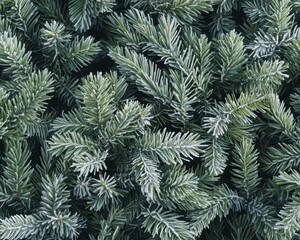 Frosty Evergreen Branches Close-Up of Pine Needles with Ice Crystals.