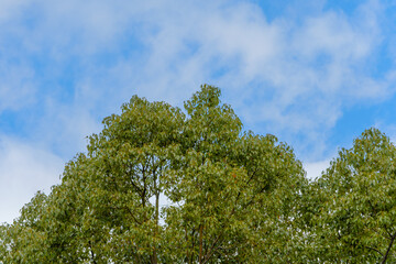 青空に映える緑豊かな木々
