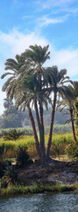 Obraz premium palm trees on the nile river