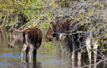 Cow and Calf Moose in Wyoming in Autumn
