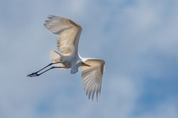 Great egret in flight