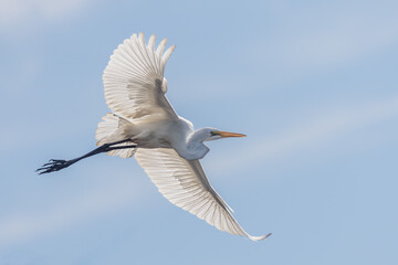 Great egret in flight
