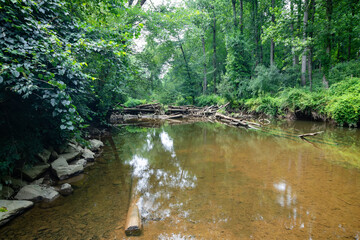 river in a dense forest in Virginia. Green leaves, yellow water.