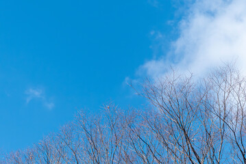 晴れた冬の青空　枯れ木が描く美しい風景　滋賀県大津市皇子が丘公園