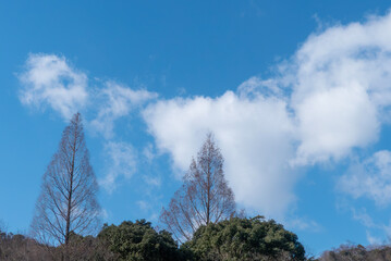 Obraz premium 晴れた冬の青空 枯れ木が描く美しい風景 滋賀県大津市皇子が丘公園