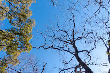 晴れた冬の青空　枯れ木が描く美しい風景　滋賀県大津市皇子が丘公園