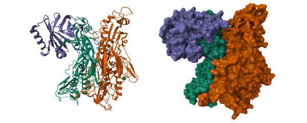 Crystal structure of human complement component C8. 3D cartoon and molecular surface models, chain id color scheme, pdb 3ojy