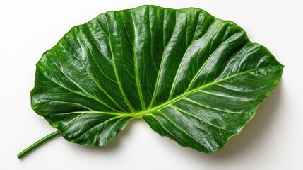 Obraz premium Single Large Green Leaf Isolated On White Background