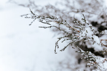snow covered branches 