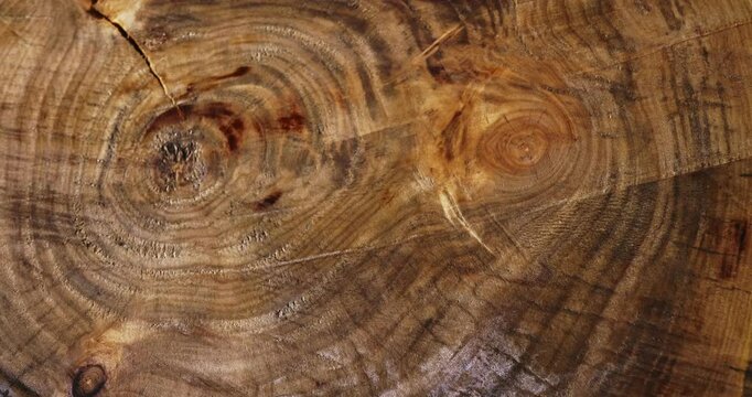 Background made from the texture of a transverse wooden slab. An object of decorative art. Rotating shooting. View from above. Close-up