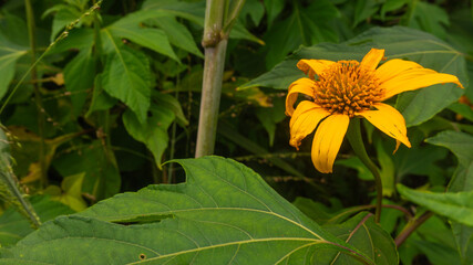 Flor amarilla con follaje natural en la amazonía selva de Ecuador