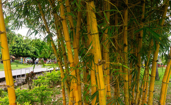 Paisaje textura de ca&ntilde;a bamb&uacute; guad&uacute;a amarillo con naturaleza y follaje