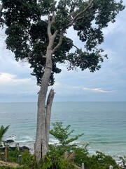 tree on the beach