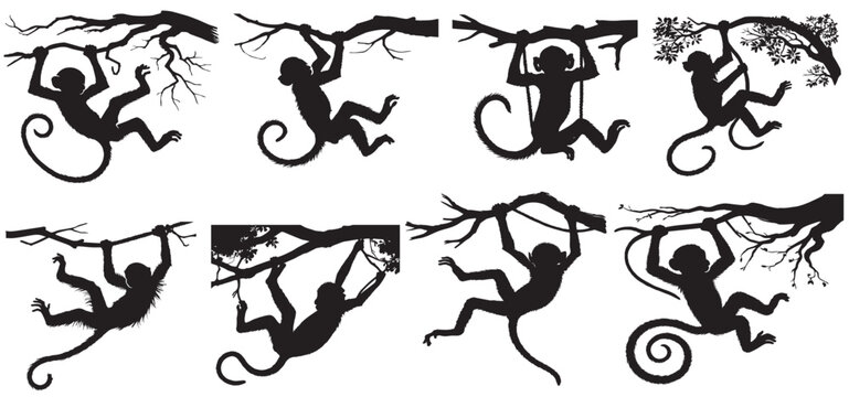 Set of different monkey silhouettes isolated on white background. Capuchin monkey and chimpanzee hanging,
