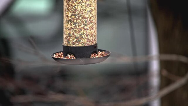A dark-eyed junco perches on a bird feeder, pecking at seeds in a peaceful backyard. The scene captures the tranquility of a chilly morning in late autumn.