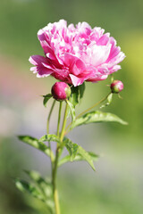 Close up image of beautiful pink peony flower