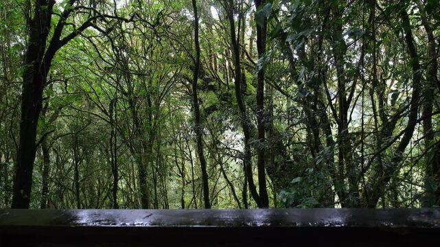 Moss and ferns cover the rainforest floor on the ground. tree trunk and natural logs throughout the year.