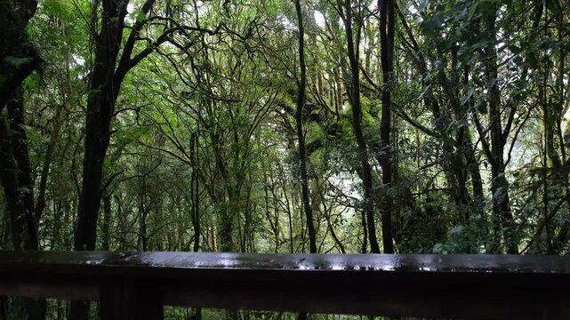 Moss and ferns cover the rainforest floor on the ground. tree trunk and natural logs throughout the year.