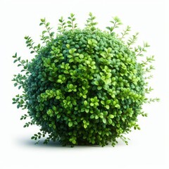 Obraz premium Round green bush with dense foliage isolated on white background. Lush spherical shrub for landscaping, gardening, and botanical design