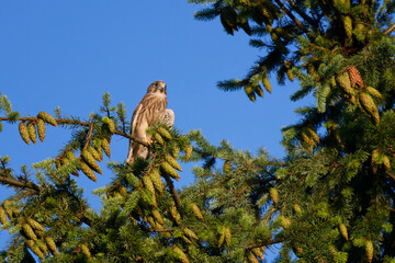 Junger Turmfalke auf einer Fichte in der Abendsonne