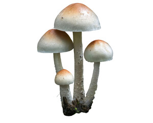 Four White Mushrooms with Brown Caps Growing on a White Background in a Natural Setting with Clipping Path