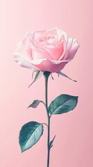 Elegant soft pink rose with stem on light pink background