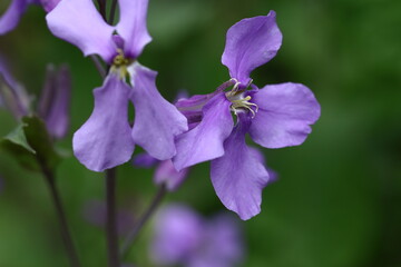 野原一面紫色の花畑