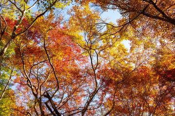 Colorful treetops of maple trees in autumn, Takao, Japan
