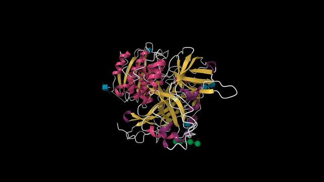 Structure of human complement factor B. Animated 3D cartoon model, secondary structure color scheme, pdb 2ok5, black background