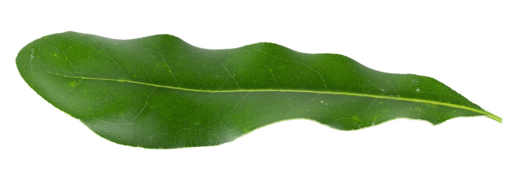 Green Macadamia leaves isolated on a transparent background