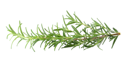 Fresh rosemary isolated on a transparent background.