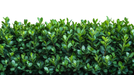Freshly Trimmed Hedge: A neatly trimmed hedge, showcasing vibrant green foliage, embodies the serenity and order of nature in a garden setting.