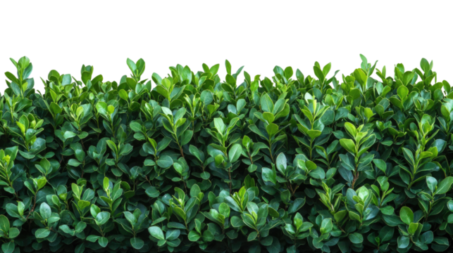 Freshly Trimmed Hedge: A neatly trimmed hedge, showcasing vibrant green foliage, embodies the serenity and order of nature in a garden setting.