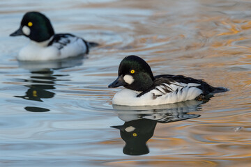 Quattrocchi (maschi)