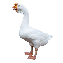 White goose isolated on a transparent background