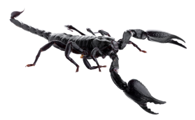 Black scorpions isolated on a transparent background