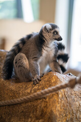 Lemur Positioned on a Ledge in Naturalistic Habitat