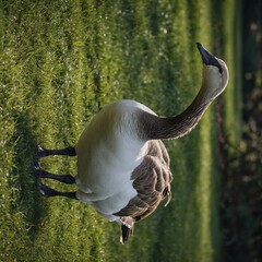 Blue crane, Stanley crane, paradise crane (Grus paradisea). FU 2020-05-07 RautKan 21 Wildgans frisst Gras  Bernache du Canada,.Branta canadensis, Canada Goose