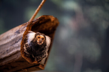 Marmoset in a Hollow Log Observing Its Surroundings