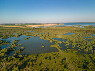 Aerial view with a delta, an ecosystem full of lakes and green willows. Amazing wild landscape seen from drone in the summer on a sunny day 