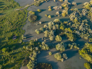 Aerial view with a delta, an ecosystem full of lakes and green willows. Amazing wild landscape seen from drone in the summer on a sunny day 